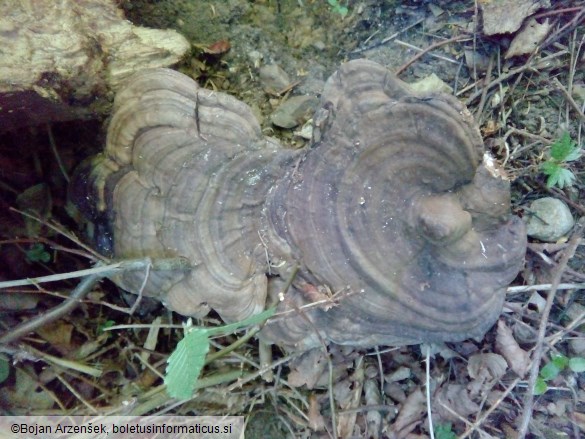 Ganoderma applanatum