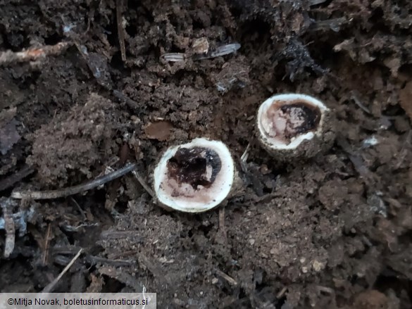 Elaphomyces granulatus