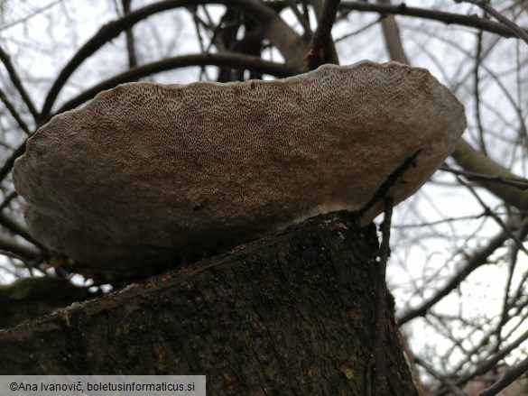 Trametes gibbosa