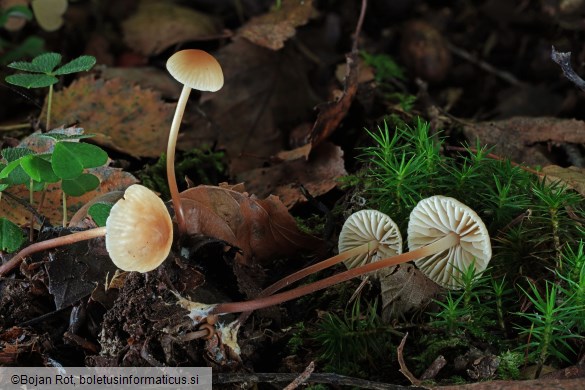 Marasmius torquescens