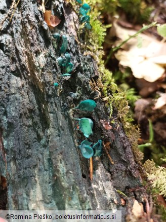 Chlorociboria aeruginascens