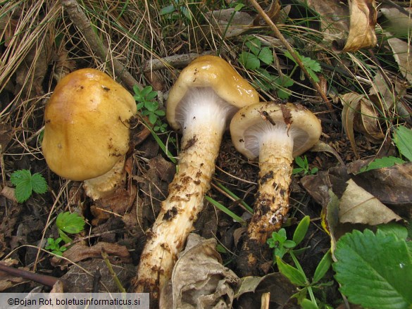 Cortinarius trivialis