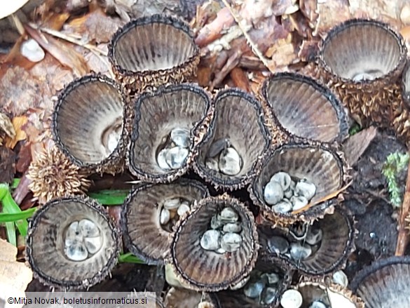 Cyathus striatus