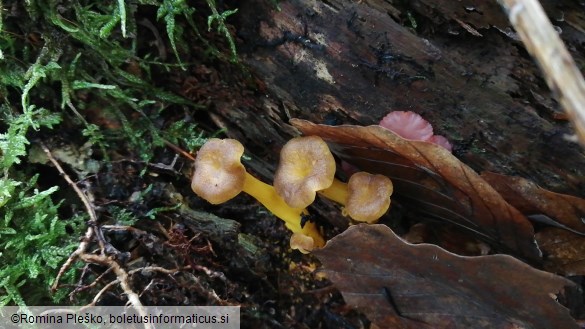 Cantharellus tubaeformis var. lutescens