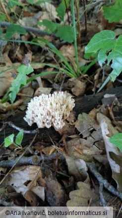 Artomyces pyxidatus