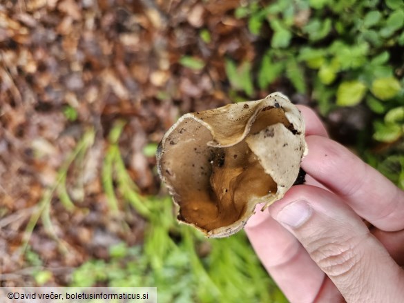 Helvella acetabulum