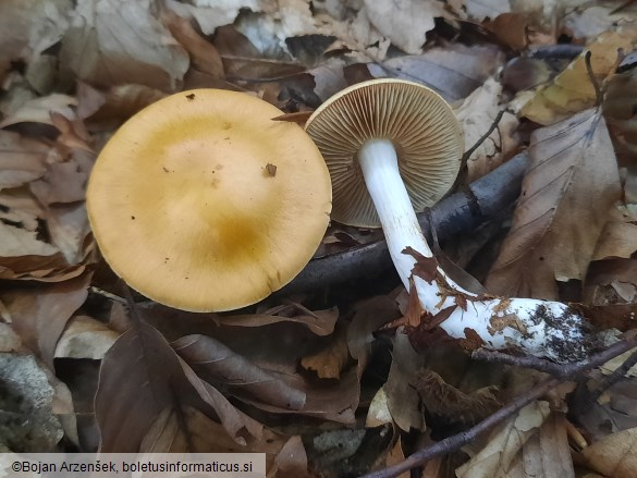 Cortinarius vibratilis