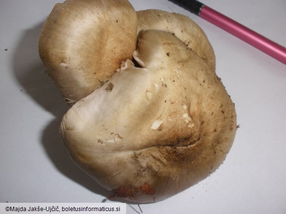 Entoloma lividoalbum