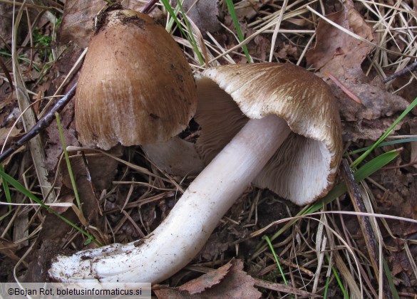 Inocybe rimosa