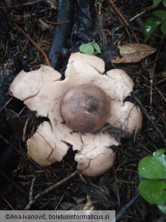 Geastrum rufescens