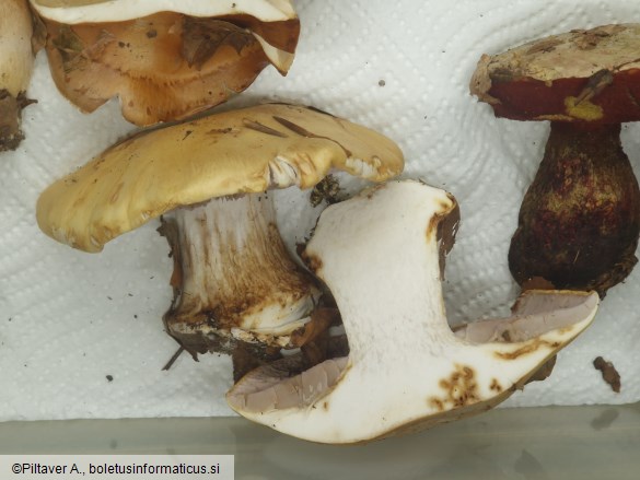 Cortinarius aleuriosmus