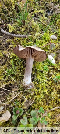 Entoloma opacum