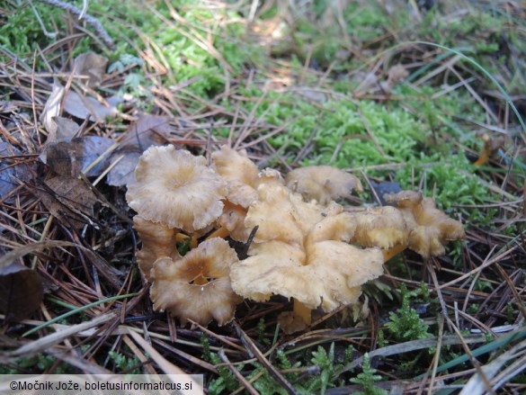 Craterellus lutescens