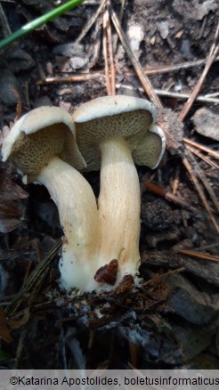 Suillus bovinus