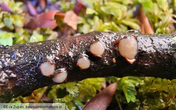 Platygloea disciformis