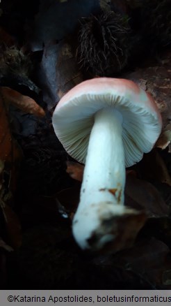 Russula emetica