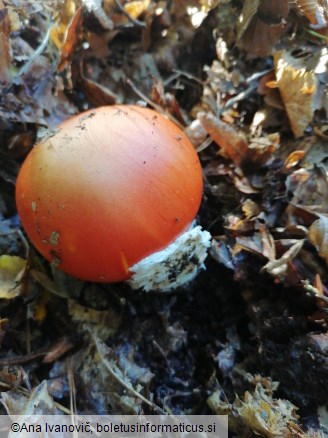 Amanita caesarea
