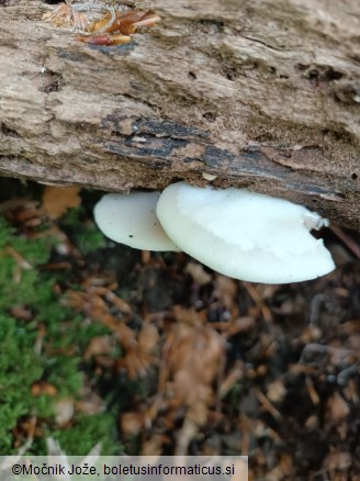 Crepidotus malachius