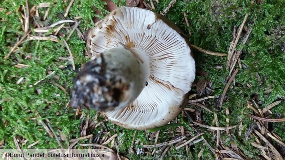 Russula amoenolens