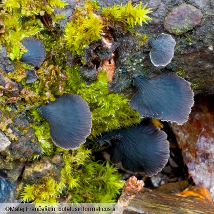 Resupinatus alboniger