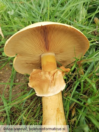 Phaeolepiota aurea