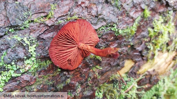 Cortinarius sanguineus