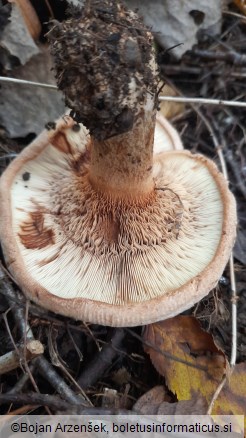 Paxillus involutus
