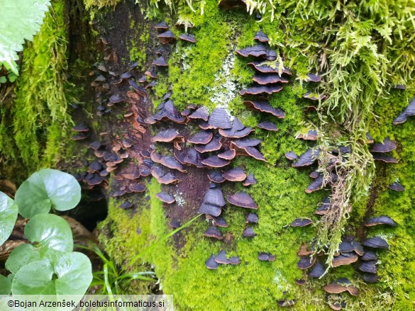 Hymenochaete rubiginosa