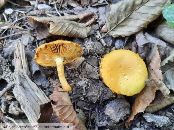 Pholiota tuberculosa