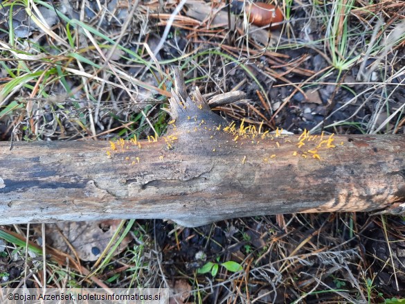 Calocera cornea