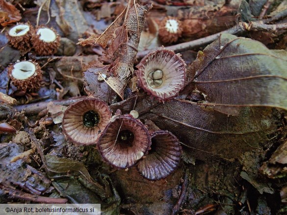Cyathus striatus