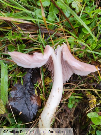 Hygrocybe calyptriformis
