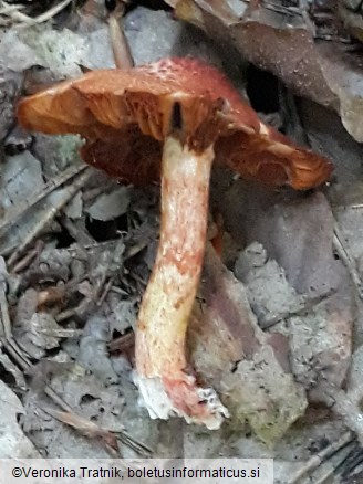 Cortinarius bolaris