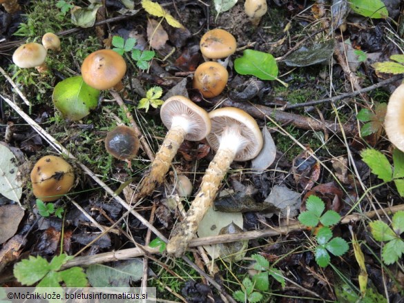 Cortinarius trivialis