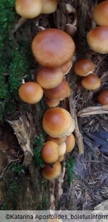 Gymnopilus penetrans