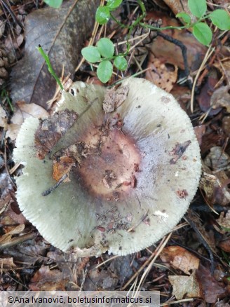 Russula heterophylla