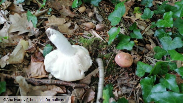 Russula vesca