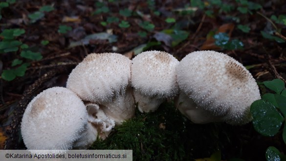 Lycoperdon pyriforme