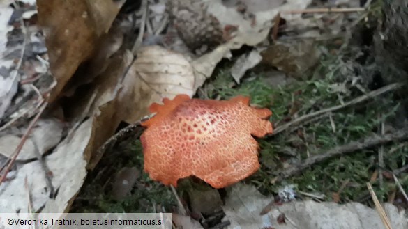 Cortinarius bolaris