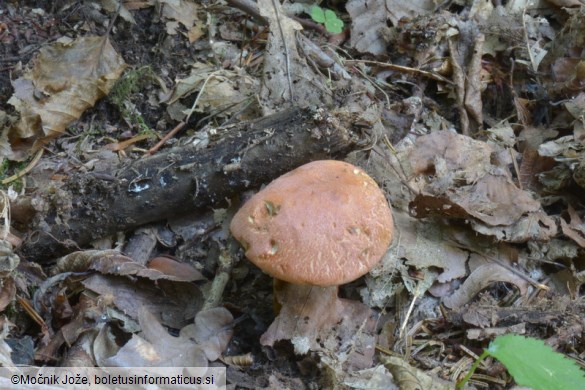 Rheubarbariboletus armeniacus