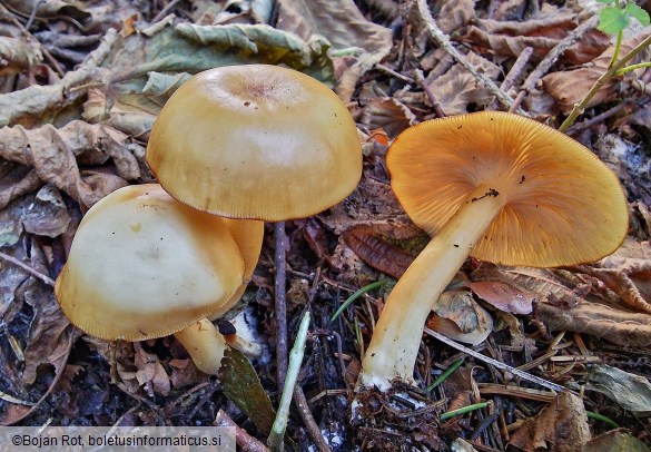 Clitocybe inflatipes