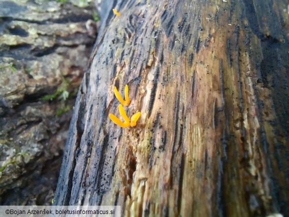 Calocera cornea