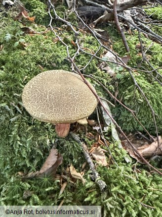 Xerocomellus chrysenteron