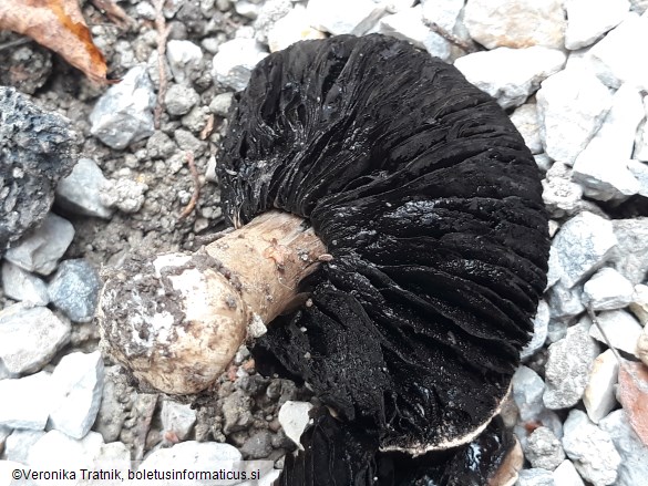 Agaricus bitorquis