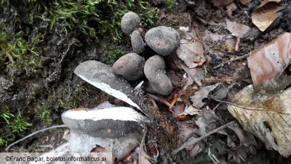 Xylaria polymorpha