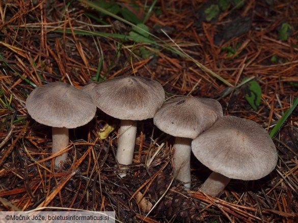 Tricholoma terreum