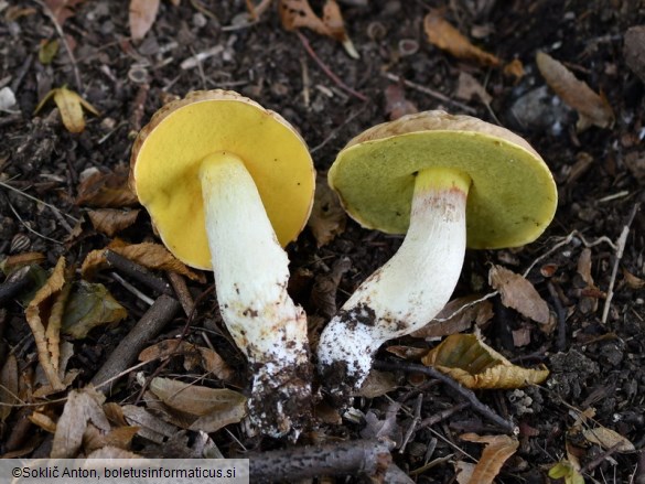 Hemileccinum depilatum