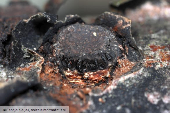 Biscogniauxia marginata