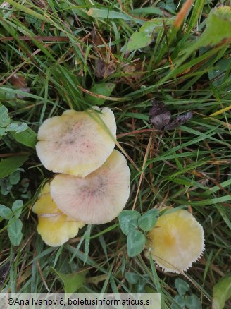 Hygrocybe chlorophana