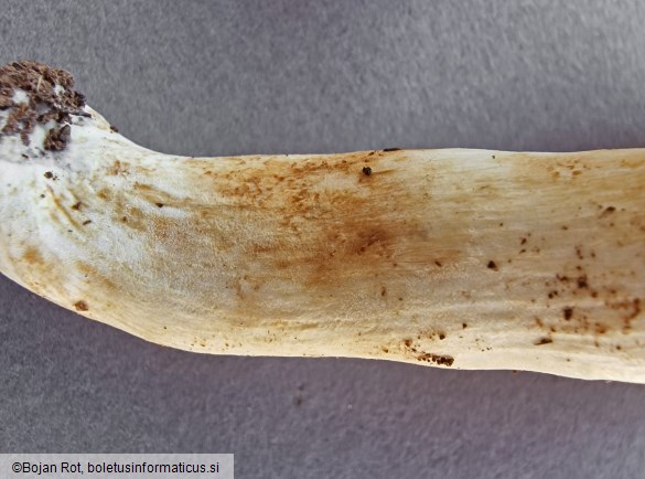 Russula farinipes